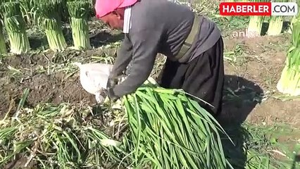 Çiftçilerin maliyet sıkıntısı: 'Bırakacağız çiftçiliği, mahvolduk'