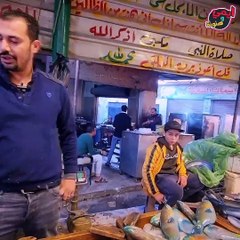 تشكيلة أسماك سنار شعبي من البحر الأحمر