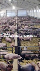 El famoso "que viene Pedro Sánchez" marca tendencia en redes sociales