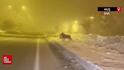 Muş'ta aç kalan kurt şehre inip köpek parçaladı