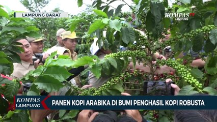 Panen Kopi Arabika di Lampung yang Dikenal Penghasil Robusta