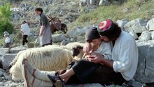 Lepota Poroka (1986) Full HD