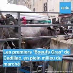 Les premiers Bœufs Gras de Cadillac
