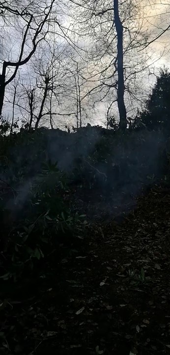 Yorkshire Sculpture Park burning rhododendron