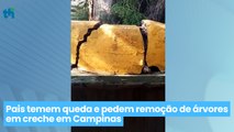 Pais temem queda e pedem remoção de árvores em creche em Campinas