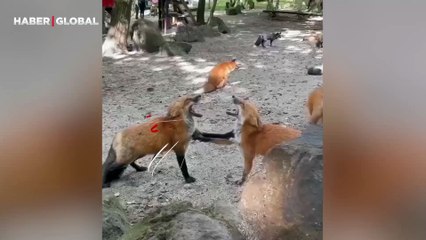 Birlikte kahkaha atan tilkiler sosyal medyada viral oldu