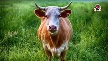 angry cow mooing- sound effect_ cow sound