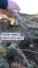 Freeing gannets from plastic waste