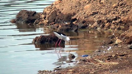 Black winged Stilt