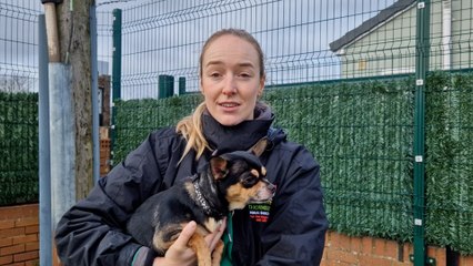 These cute dogs are ready for adoption this week at Thornberry Animal Sanctuary