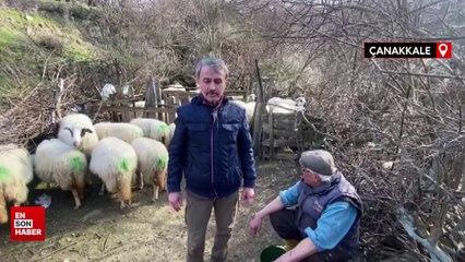 Çanakkale'de sokak köpekleri ağıldaki 11 küçükbaşı öldürdü