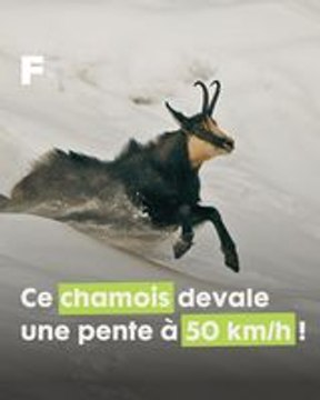 La course folle d'un Chamois, dévalant les pentes montagneuses près de Chamonix !