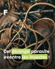 Ce nématomorphe parasite éventre les insectes de manière similaire à Alien !