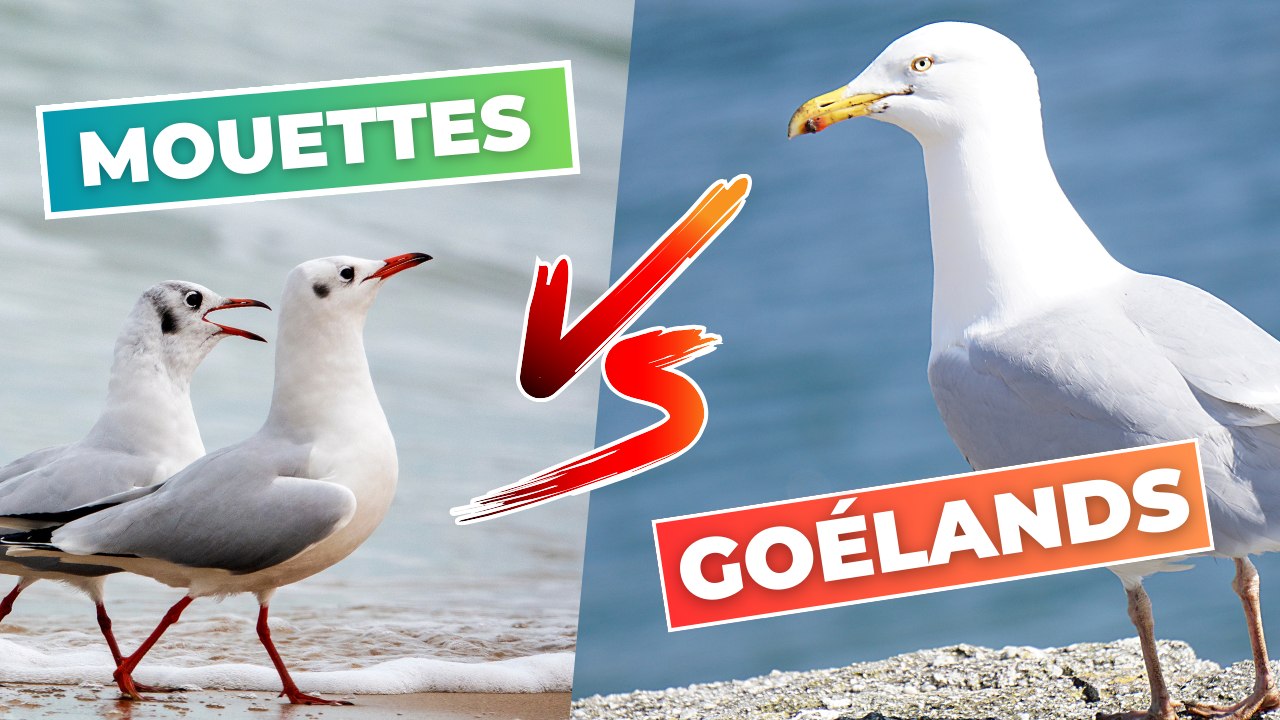 Mouette VS Goélands