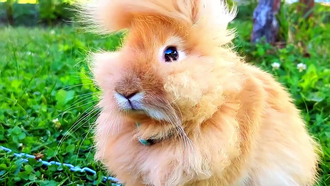Incredible Creatures' Mesmerizing Peepers: Unbelievable Eyes Of The Animal Kingdom!