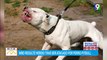 Niño resultó herido por ser atacado por perro Pitbull | El Despertador
