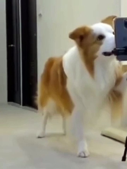 Funny dance | cute dog dance | entertaining | disco dance - video ...