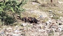 हत्या कर शव फदहाखार के जंगल में फेंका