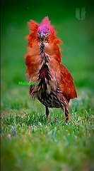 Interesting Facts About Malayan Night Heron Bird!