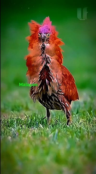 Interesting Facts About Malayan Night Heron Bird!