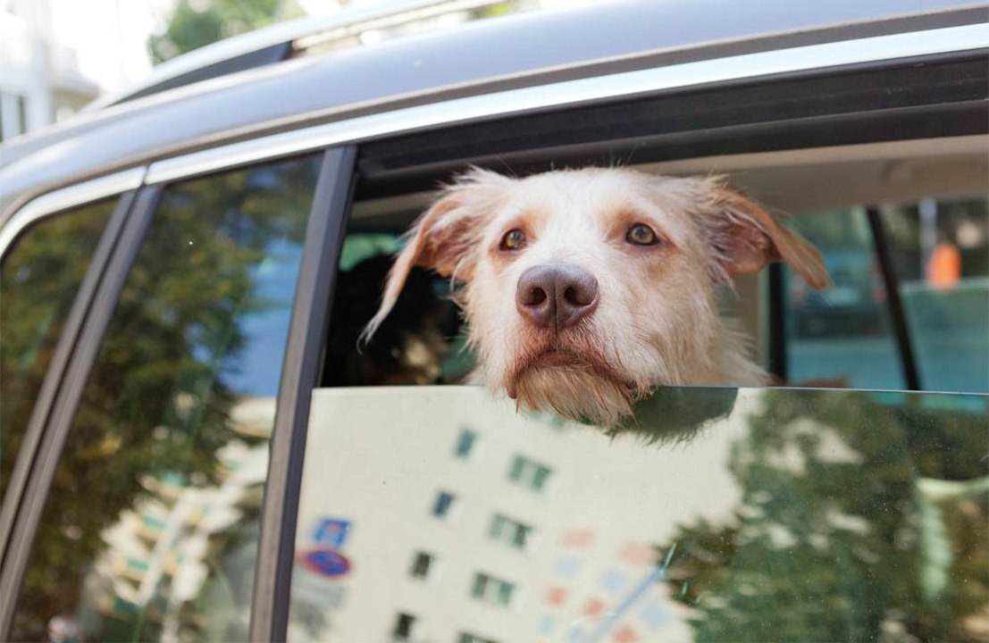 Dogs have five personality types