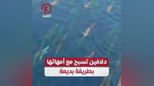 دلافين تسبح مع أمهاتها بطريقة بديعة