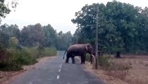 Video Story : दहशत में कट रही ग्रामीणों की रात, गांव में पहुंचकर जंगली हाथी फसलों को पहुंचा रहे नुकसान