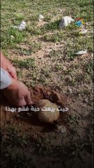 حبة فقع تباع بسعر خيالي بأكثر من 2000 ريال .. كيف ذلك!