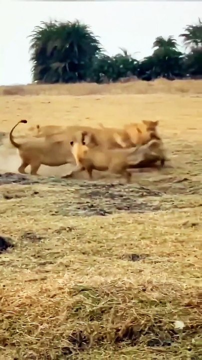 What do lions do to crocodiles?#shorts