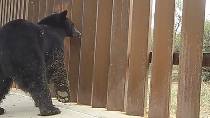 Animales son bloqueados por el muro fronterizo