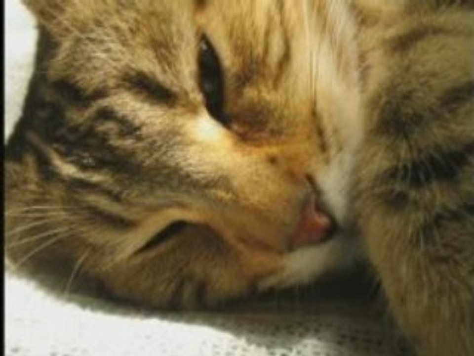 THE_CATS