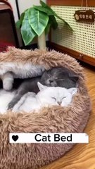 Black cats ‍⬛ adorable mignon