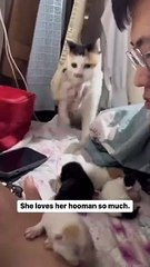 Cats video Fanny adorable mignon cat