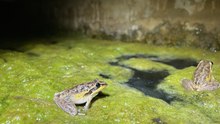 One million frog calls