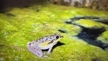 Spalding’s Rocket Frog