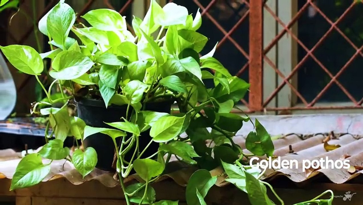 Explore Money Plant Varieties | MyBageecha - Indoor Gardening Inspiration