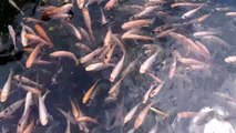 Beautiful Fishes swiming in a pool