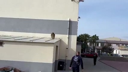 Macaco vindo de Gibraltar deixa Cádis em alvoroço. As imagens