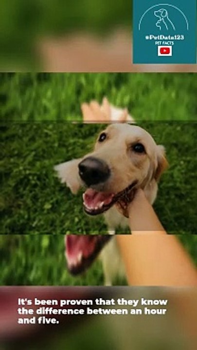 5 Things you dont know your Dog can do
