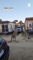 Regardez cet Incroyable Combat Filmé en Pleine Rue en Australie entre Deux Kangourous : Une Scène de Nature Époustouflante