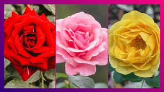Rose Day 2024: লাল, গোলাপী, হলুদ… রং-বেরঙের গোলাপ, গোলাপ দিবসে কাকে কোন রঙের গোলাপ দেবেন?