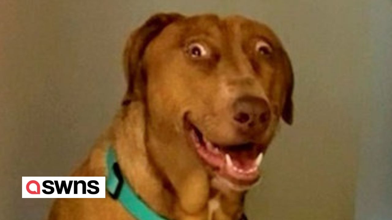 Hund mit Geburtsfehler sieht STÄNDIG ÜBERRASCHT aus