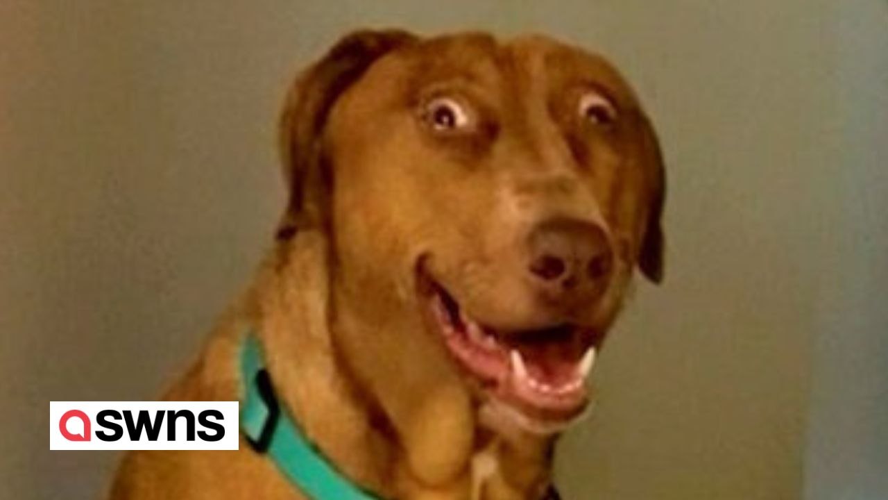 Hund mit geburtsfehler sieht stÄndig Überrascht aus