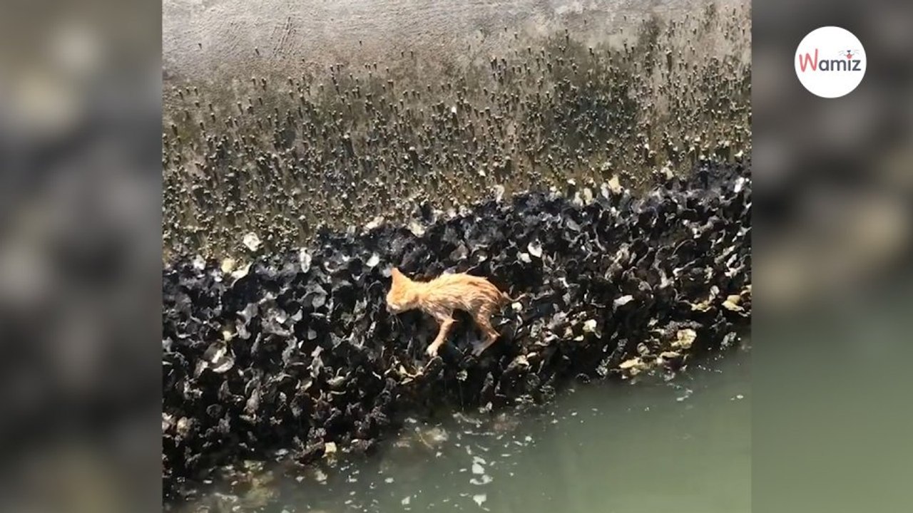 Urlauber sehen eine Krake an der Mauer: Als sie näher kommen, können sie es nicht glauben!