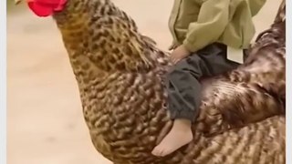 cute baby with the rooster