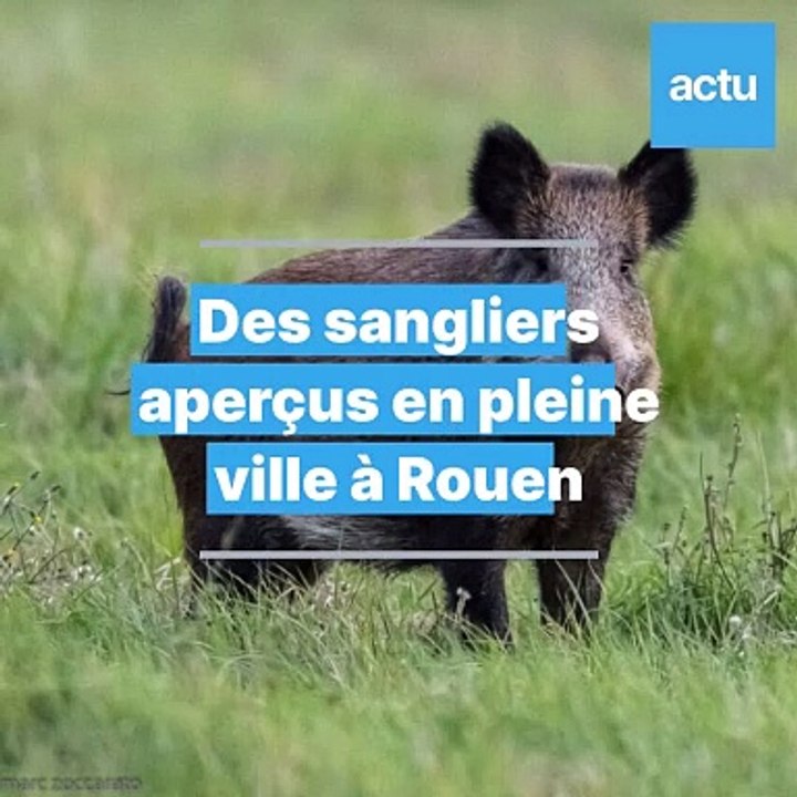 Des sangliers aperçus près des habitations à Rouen