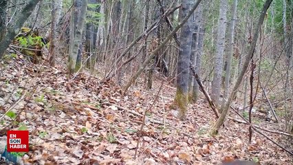 Dört haftalık sevimli kurt yavrusu ulumaya çalışıyor