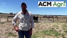 Beef Week Day 4 at Keringa - Feb 6 - Stock Journal