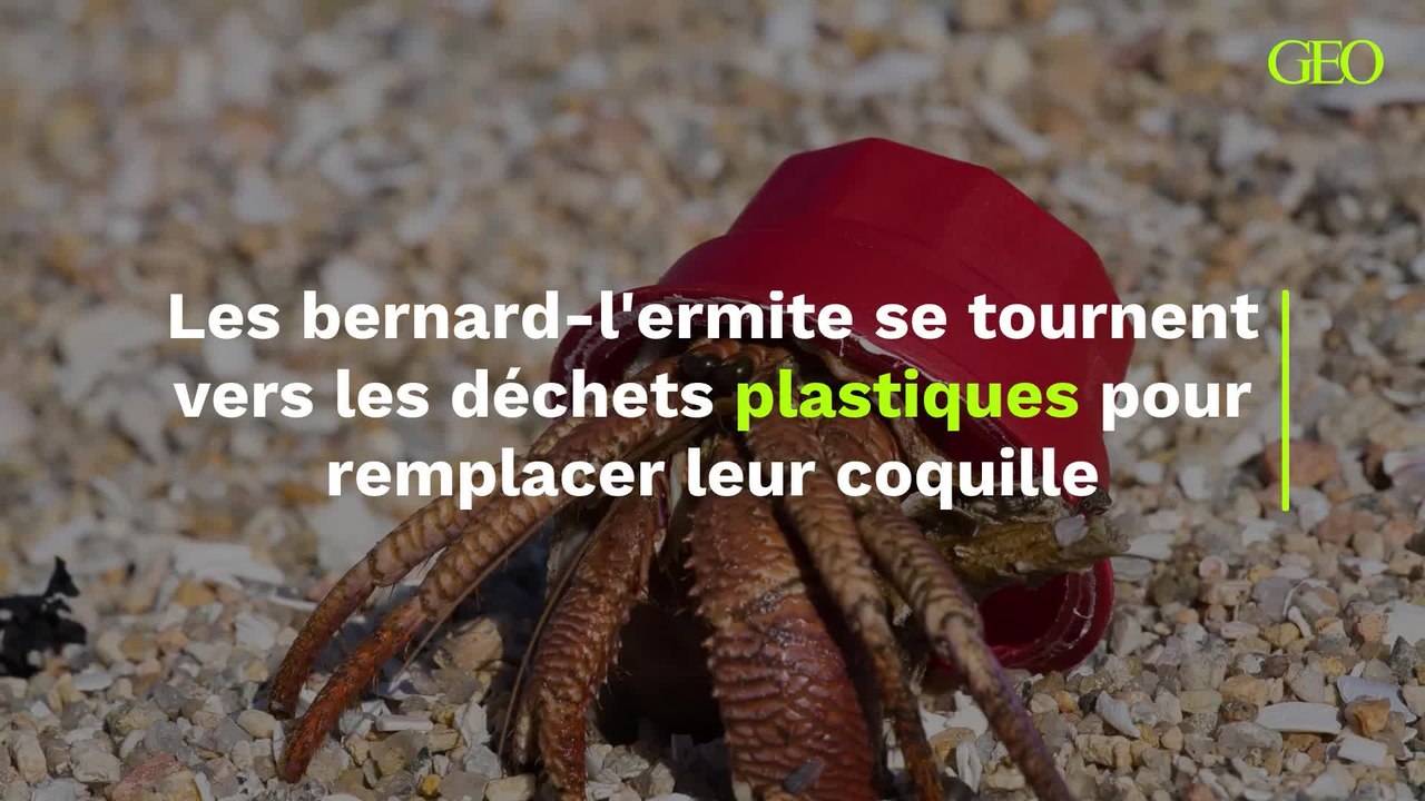 Pourquoi les bernard-l'ermite se tournent-ils vers les déchets plastiques pour remplacer leur coquille ?