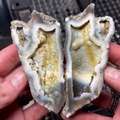 Beautiful Agatized Coral Geodes cut open on my saw